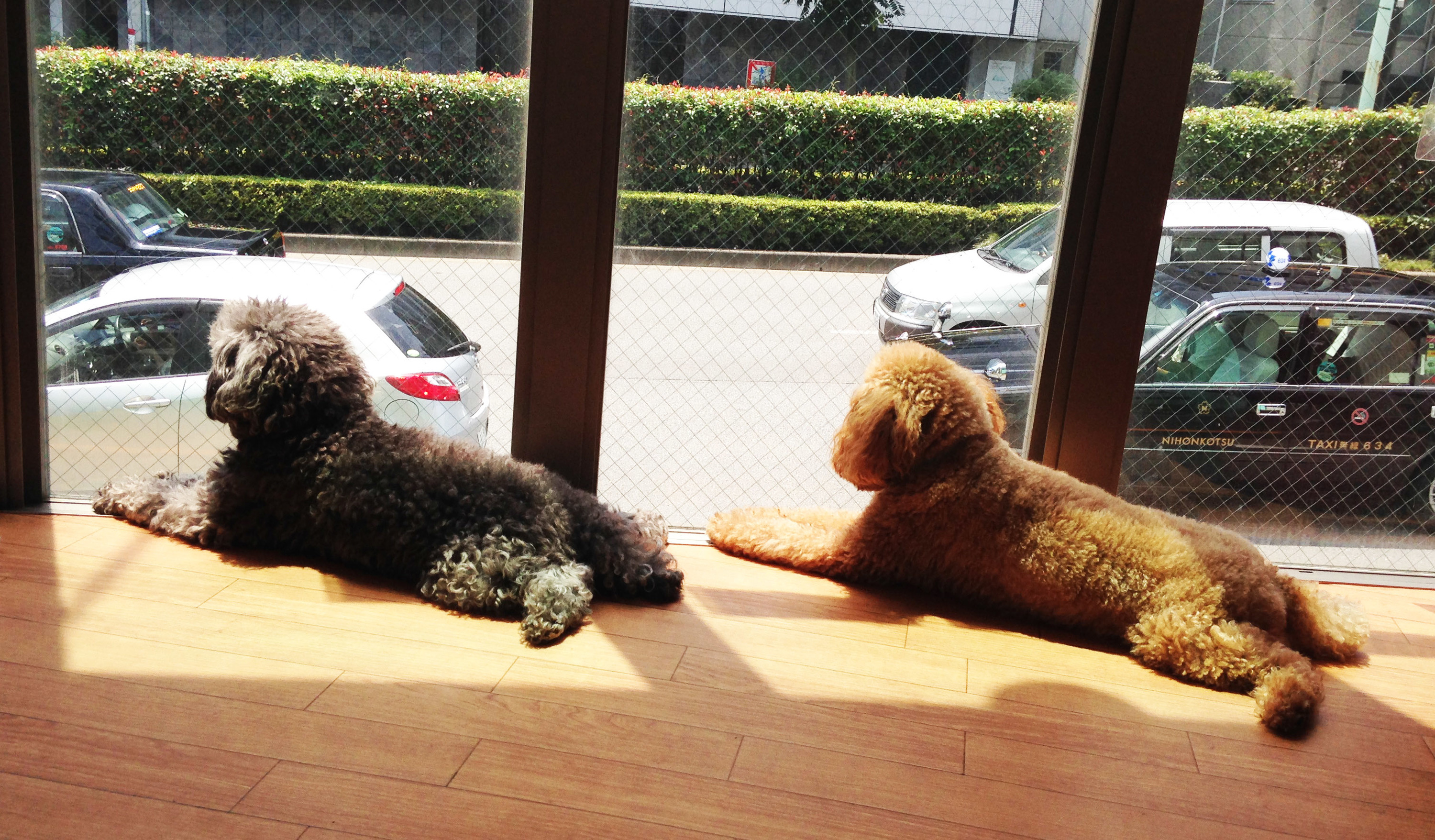 Best Animal And Pet Cafes In Tokyo Time Out Tokyo