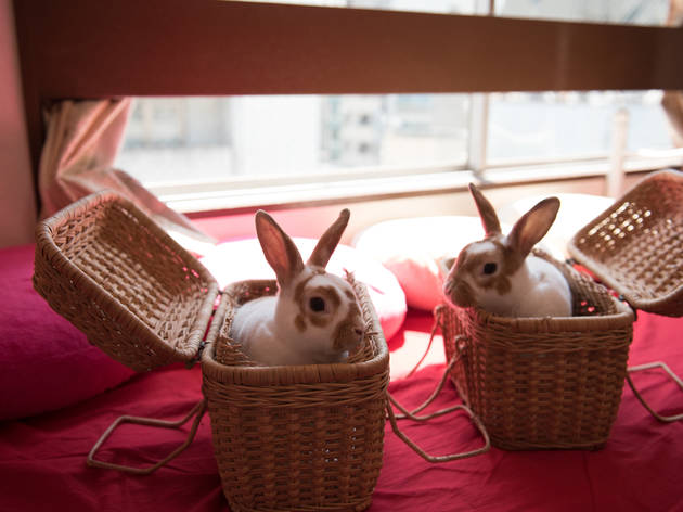 The top 10 animal cafes in Tokyo | Time Out Tokyo