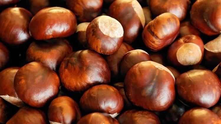 Hampstead Heath Conker Championship