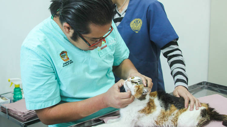 Foto: Cortesía Hospital Público Veterinario Naucalpan