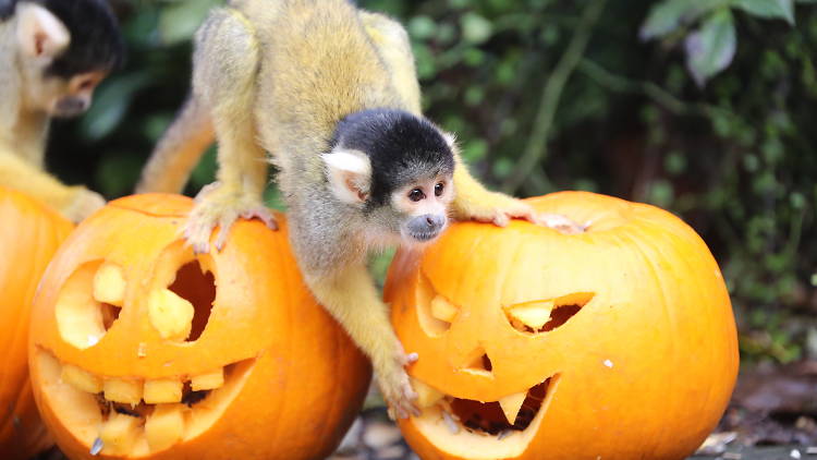 Boo at the Zoo, London Zoo Halloween