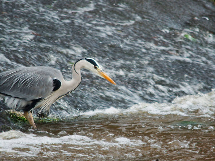 Heron