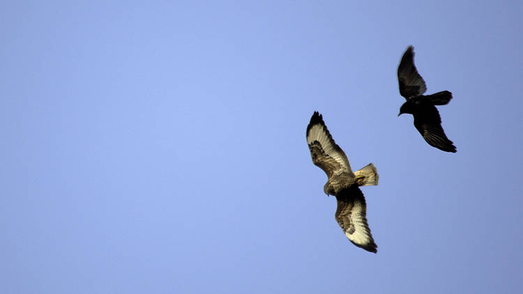 Buzzard and crow