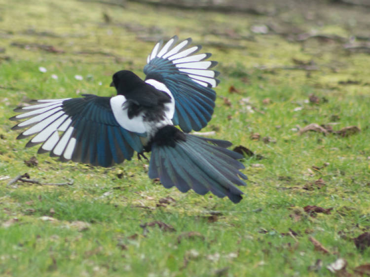 Magpie