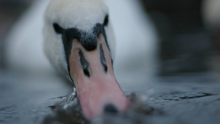 22 eye-catching pictures of Edinburgh's animal kingdom