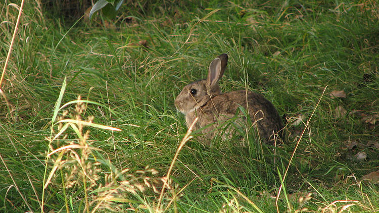 Rabbit