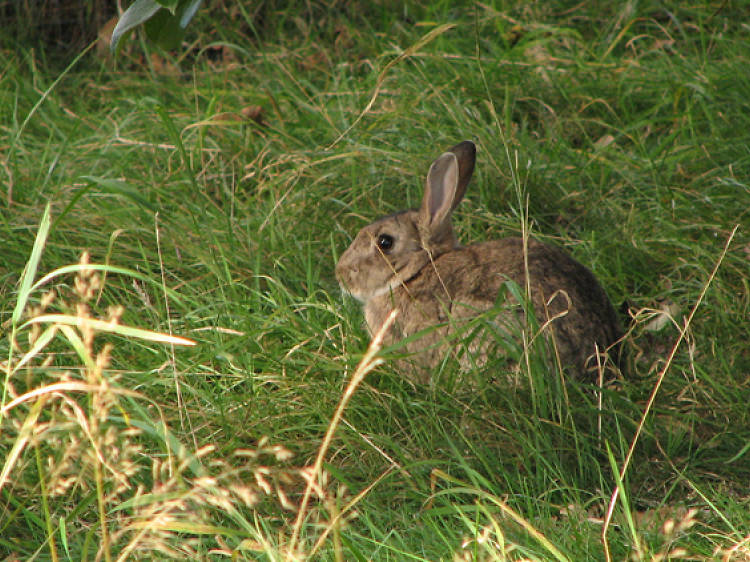 Rabbit