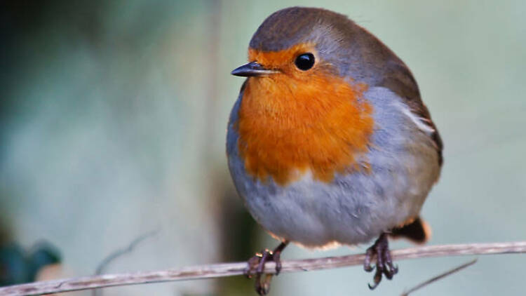 A fat robin