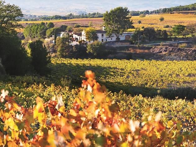 Vinyes finca Eudald Massana Noya Alt Penedès Vinyes finca Eudald Massana Noya Alt Penedès
