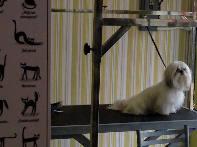 Vet Grooming Vet Grooming