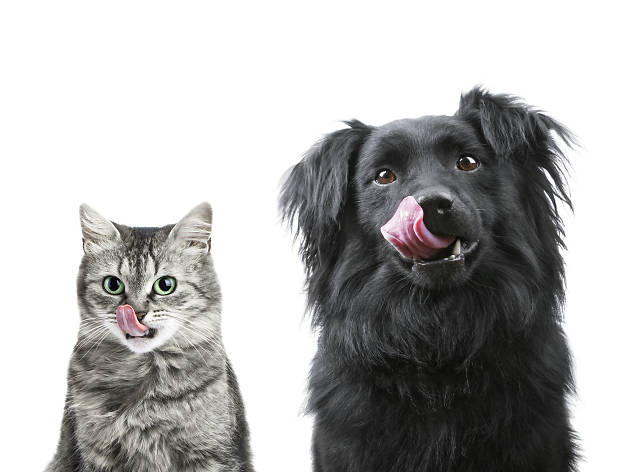 Perro y gato Bazar Vegano y Artesanal Itinerante Animalero