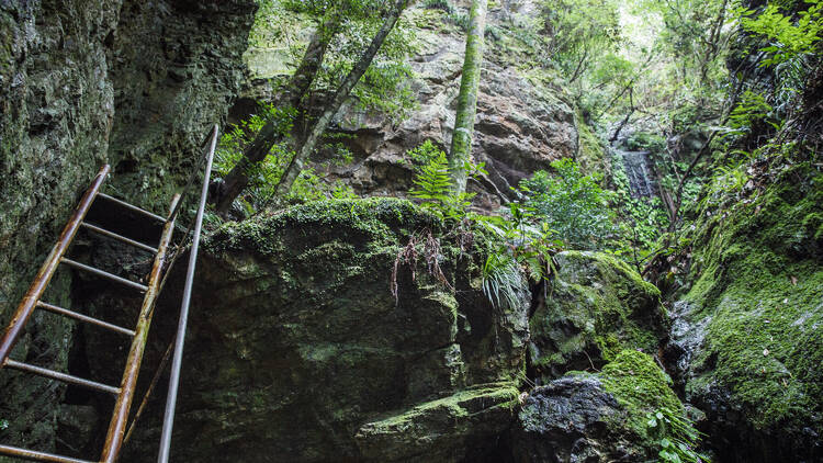 Hike through a demon forest