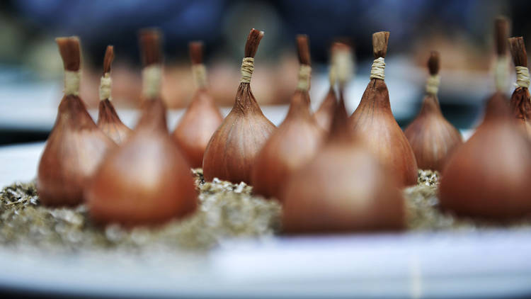 RHS London Shades of Autumn Show