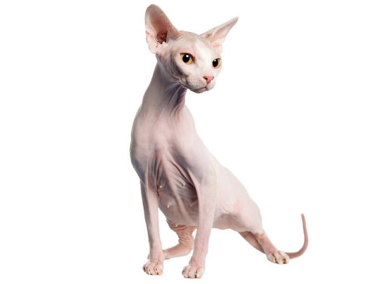 Qué onda raza: Sphynx