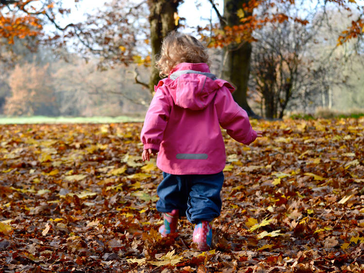 Autumn in Epping Forest