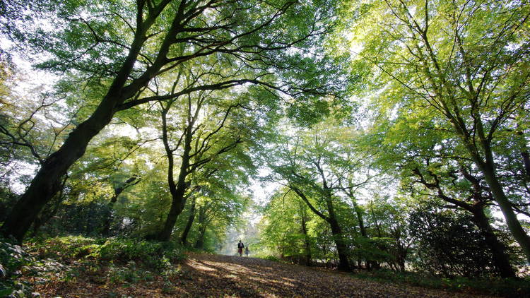 Epping Forest