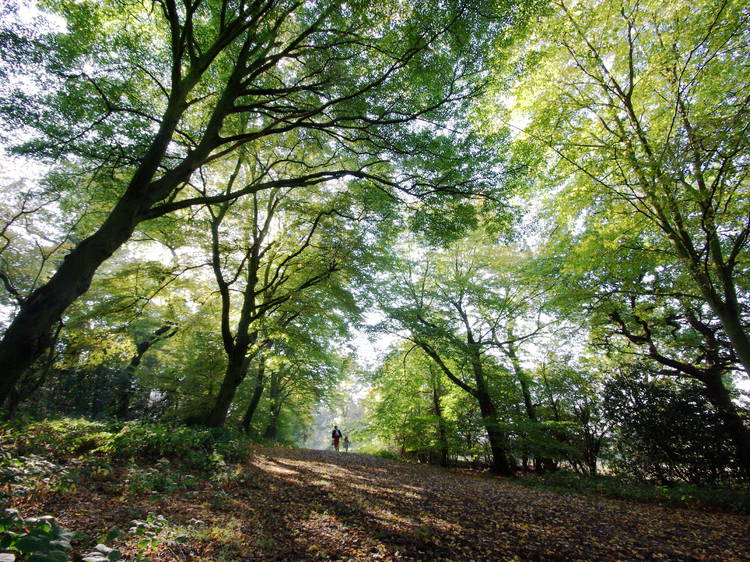 Epping Forest