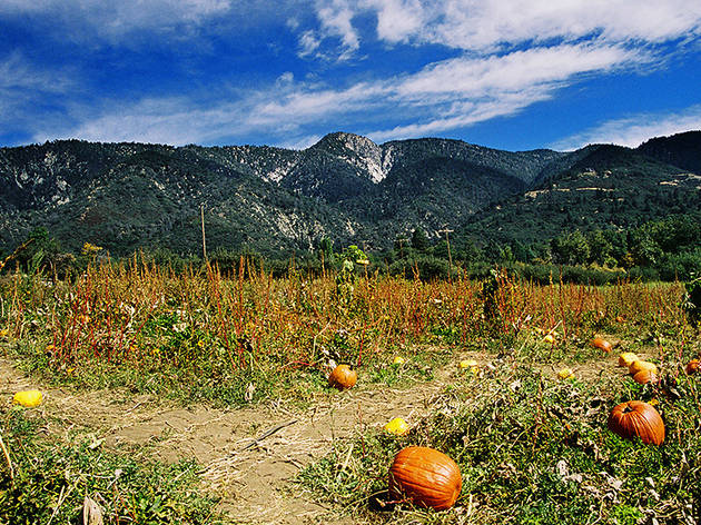 Oak Glen, CA