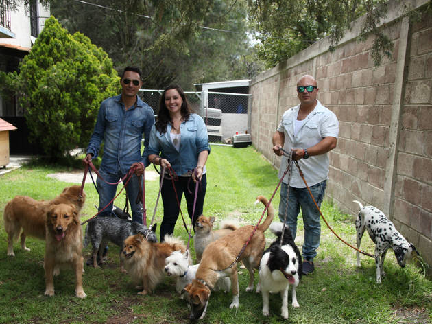 (Foto: Cortesía Dog Scouts)