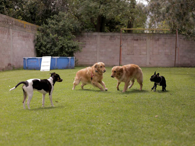 (Foto: Cortesía Dog Scouts)