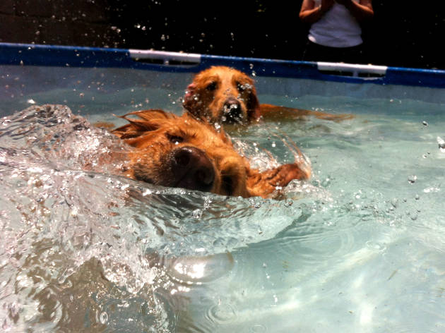 (Foto: Cortesía Dog Scouts)