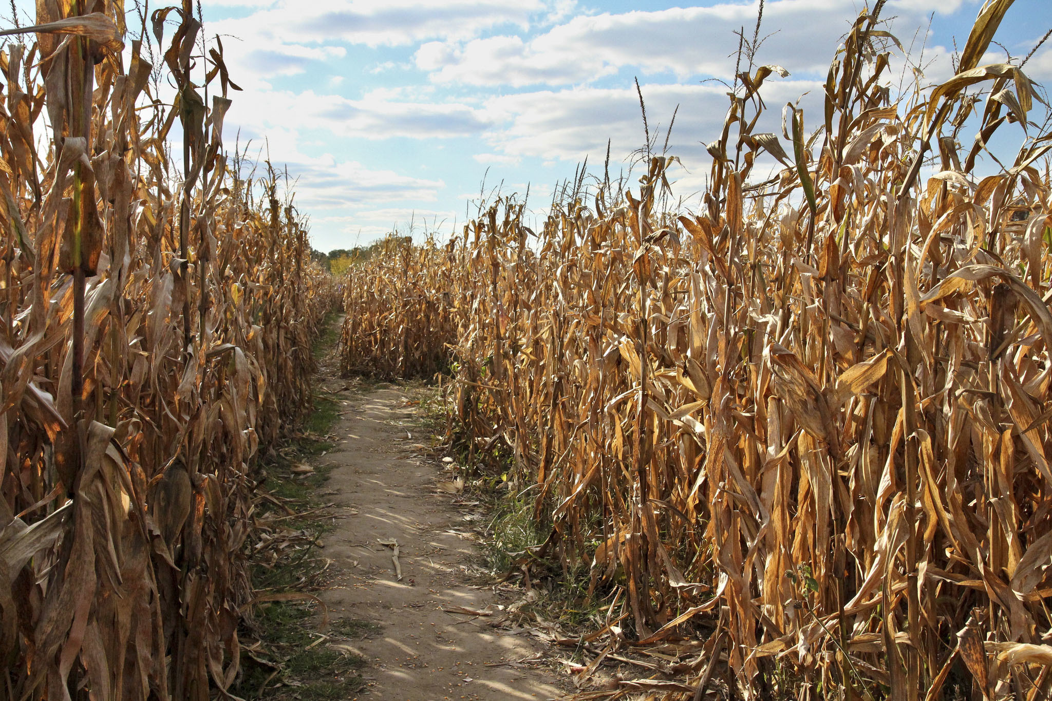 10 Best Corn Mazes Near Chicago That The Whole Family Will ...