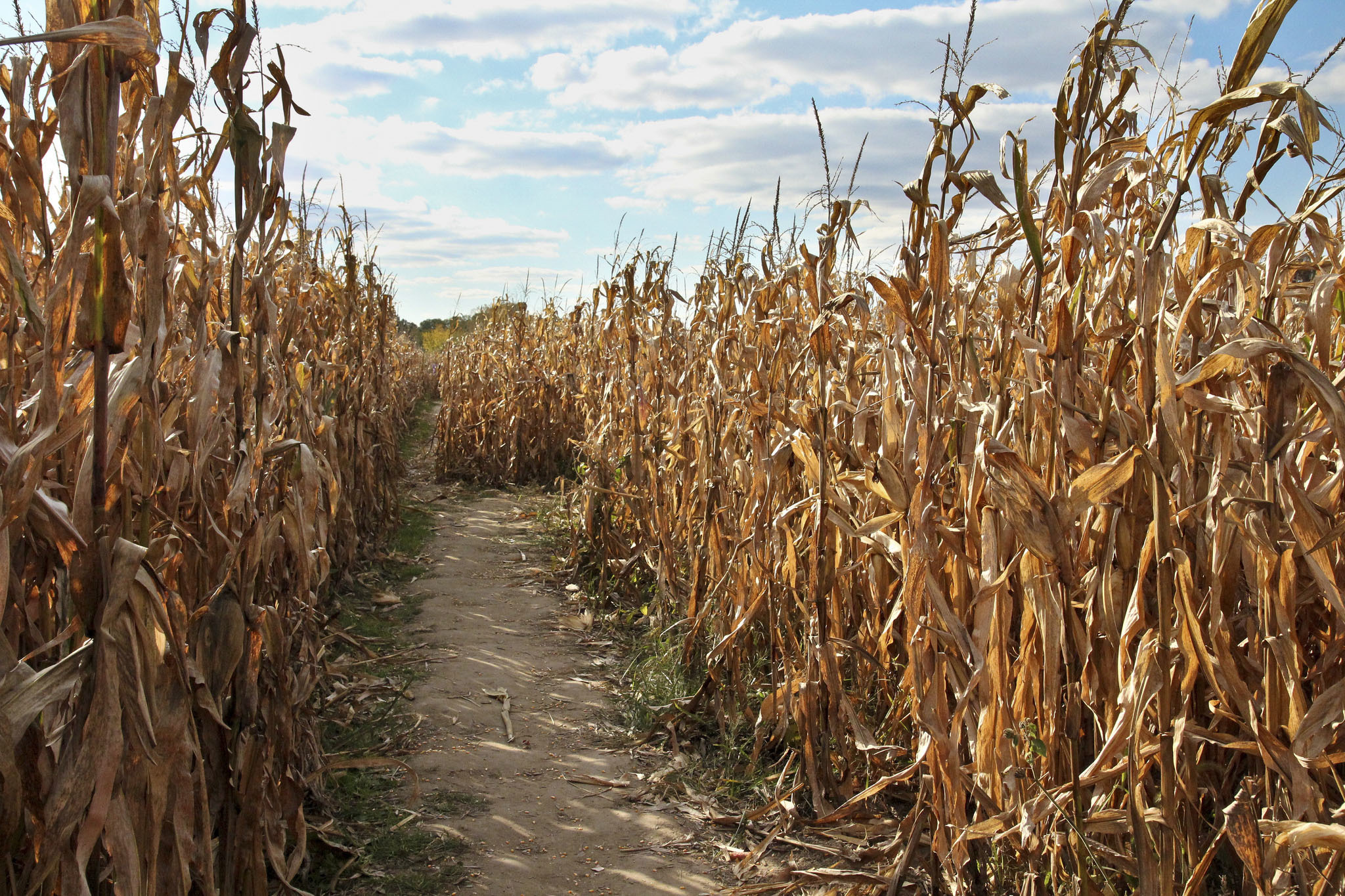 Corn mazes aerial maze challenge views want them make will daytondailynews