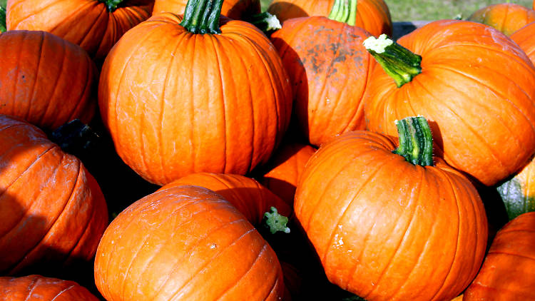 Pick Your Own Pumpkin Patch