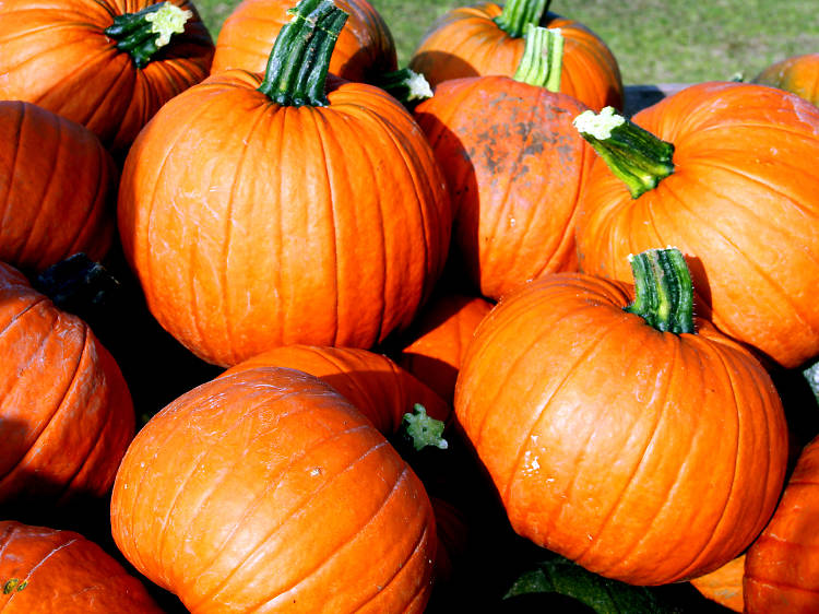 Pick Your Own Pumpkin Patch