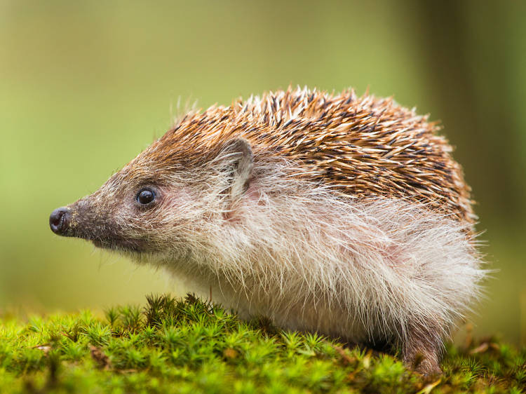 Animalitos