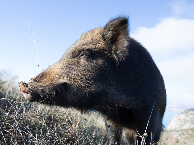 Porc senglar Porc senglar