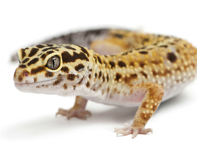 Gecko leopardo Son reptiles muy longevos
