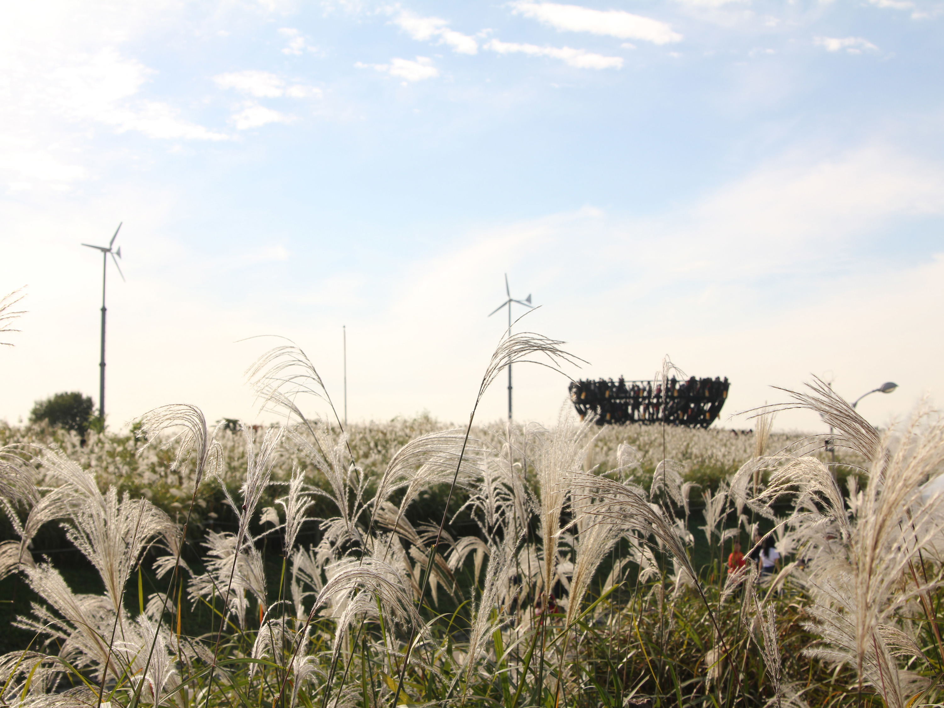 Where The Autumn Leaves And Silver Grass Are Time Out Seoul