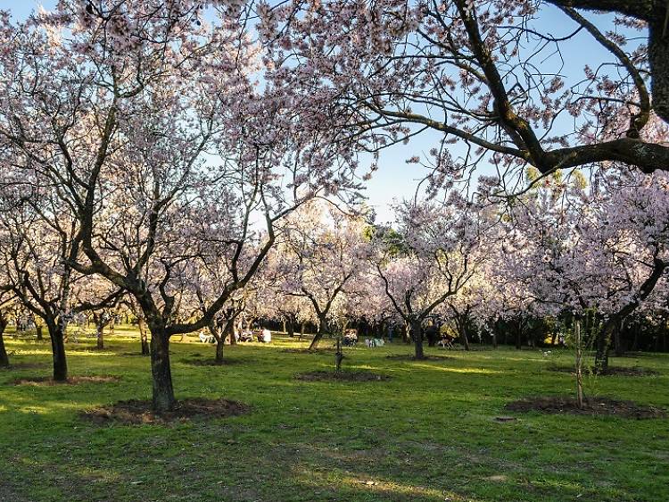 'Hanami' japonés a la madrileña