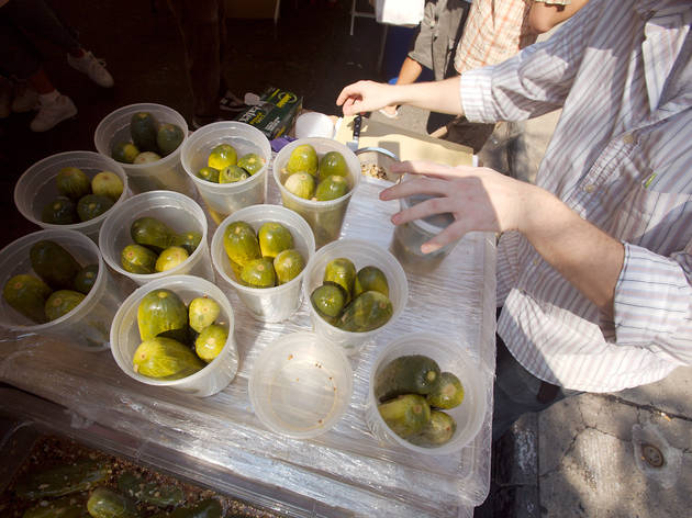 L.E.S. Pickle Day L.E.S. Pickle Day