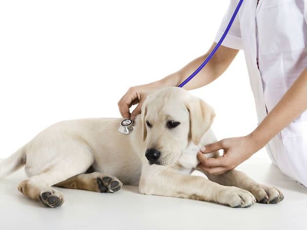 Perro en revisión Perro revisado por veterinario