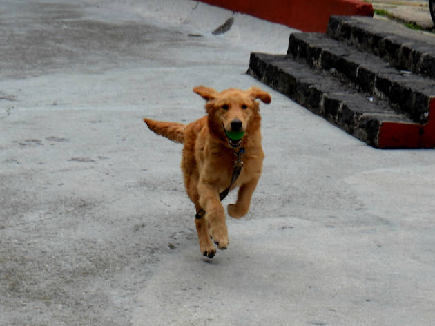 Max Max corre con pelota