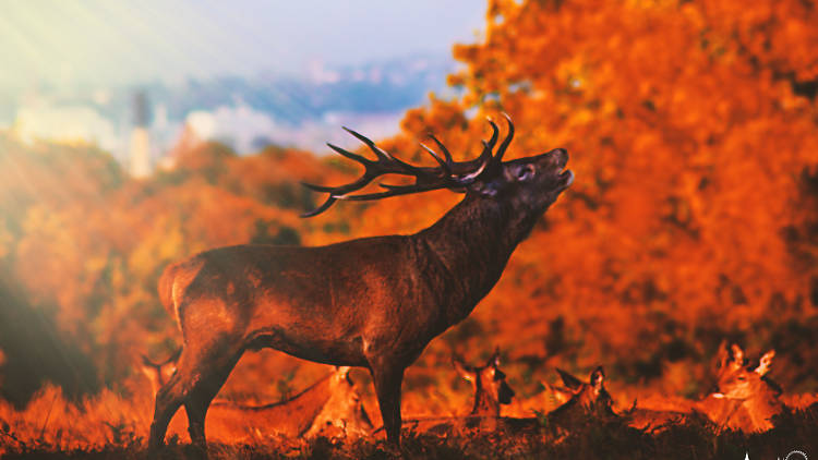 A deer in Richmond Park