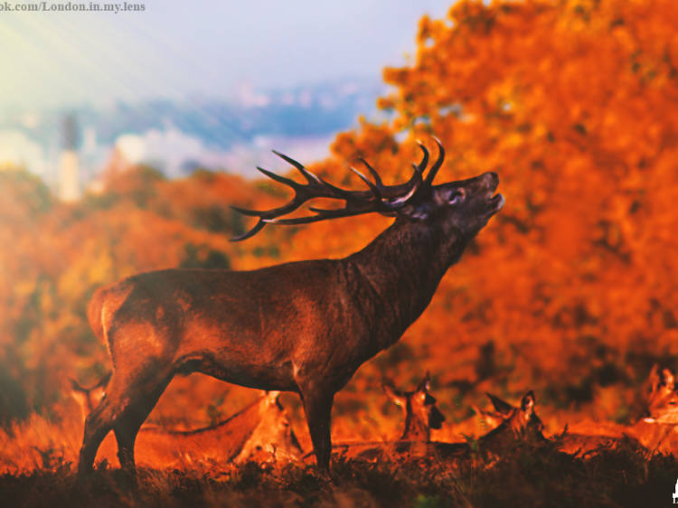 A deer in Richmond Park