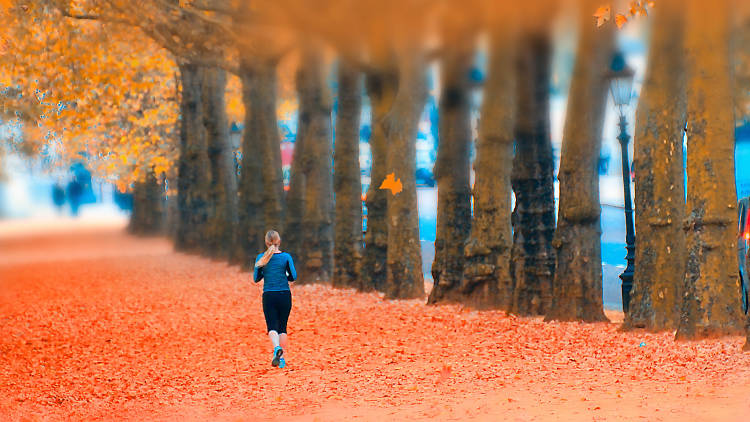 Green Park's red leaves