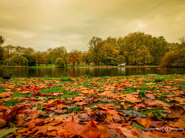 Leaves by the lake in St. James's Park Leaves by the lake in St. James's Park