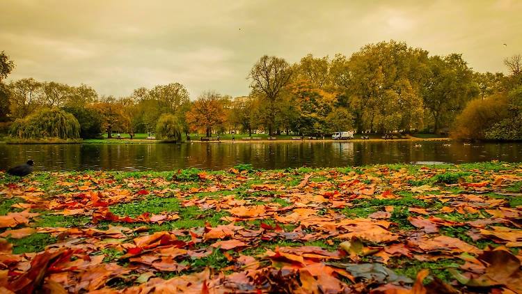 Leaves by the lake in St. James's Park