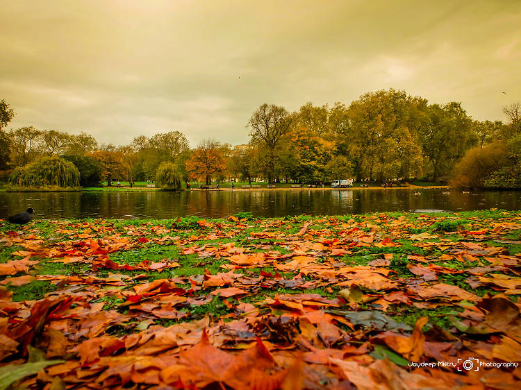 Leaves by the lake in St. James's Park