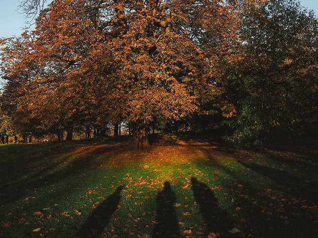 Evening shadows in Greenwich Park Evening shadows in Greenwich Park