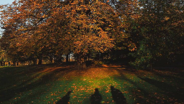 Evening shadows in Greenwich Park