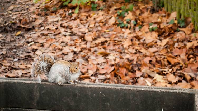 Squirreling away