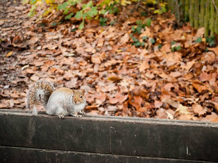 Squirreling away