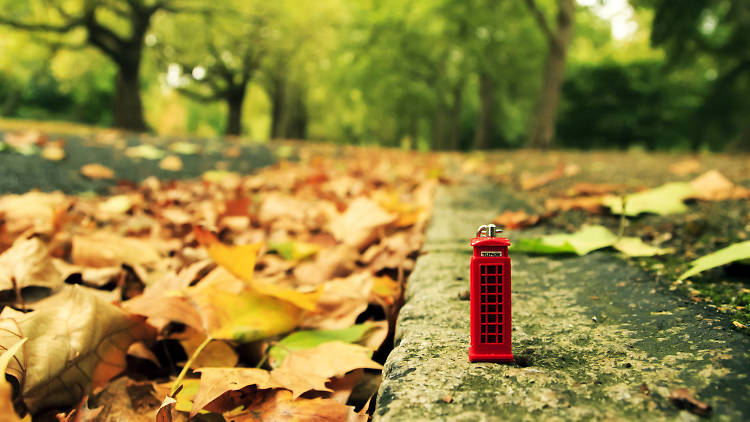A miniature telephone box surrounded by giant autumn leaves.