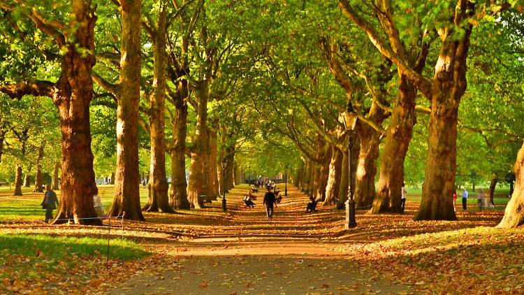 Green Park, golden light