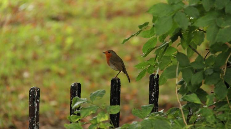 Red robin